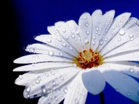 flower-with-raindrops-1455418.jpg
